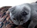 Zabawny kotek
