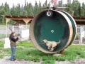 Husky myśli, że jest chomikiem