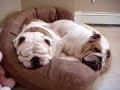 Chrapiące bulldogi