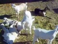 Kózka chodząca na przednich nóżkach