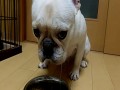 Bulldog francuski a test Pawłowa
