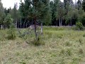 Mistrzowie kamuflażu
