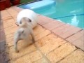 Mops fail