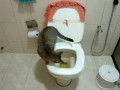 Kot korzystający w wc