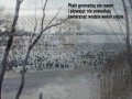 Ptaki wodne w zimie - jak nie szkodzić