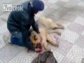 Temu Panu samochód zabił psa