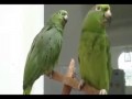 Pijane papugi