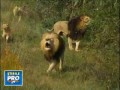Przyjażń między lwami a człowiekiem