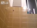 Pajączek w łazience