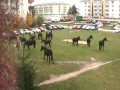 Konie w centrum Płocka