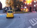 Gołąb tańczący na skrzyżowaniu