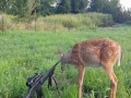 Bambi prosi się o kulkę...