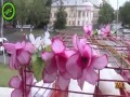 We Love Russia 2013 TNL