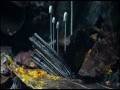 The coolest nature video ever! 2012 HD