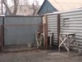 Jak uspokoić szczekającego psa?