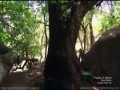 Dog Argentyński w obronie małych dziewczynek