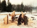 Husky z drewna wyrzeźbiony piłą mechaniczną