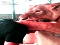 Pokłócił się z lwem