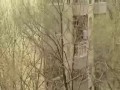 Tak rosjanie ściągają koty z drzewa