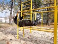Best of Street Workout Poland 2013