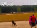 Nie denerwuj byka