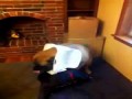 English Mastiff ma problem