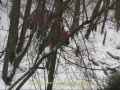 Maluchem do Soczi! Polscy bobsleiści 