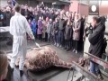 Żyrafa w kopenhaskim zoo poćwiartowana i zjedzona przez lwy +18