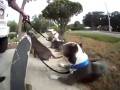 Zaprzęg z 4 pitbulli