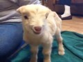 Top Vine nr 6 kwiecień 2014