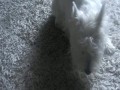 Dźwięk Jak Pies Je Jabłko 2