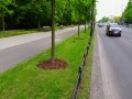 Kacza przeprawa przez Aleje Ujazdowskie