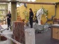 San Diego Zoo - Wyjący wilk polarny