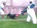Prawie udana zabawa z rottweilerem