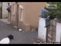 Byki w akcji