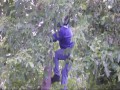 Ninja Szegi w akcji