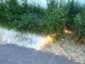 Masowe spalanie pyłków