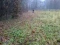 Siła uderzenia psa obronnego