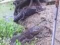 Aligator kontra domowy kot