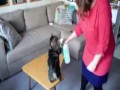 Kot, który lubi pić wodę tylko ze spryskiwacza