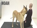 Jak psy reagują na szczekanie człowieka?