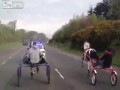 Cygańskie wyścigi rydwanów