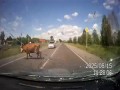 Miłosne igraszki zakończone wypadkiem