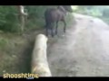 Wieśniak bije konia, a koń...