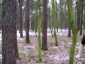 Powalony typ napierdziela w drzewo