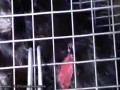 Ranne i martwe zwierzęta na fermie Andrzeja Piątaka
