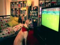 Labrador z Portugalii nie zdążył kupić biletu na Mundial