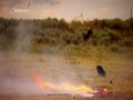Broń na sprzedaż S01E08 - Pistolet Luger, Karabin Garand