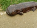 Gigantyczna salamandra z rzeki Kamo w Kioto