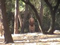 Kangaroo (Remi GAILLARD)